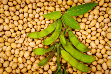 Soy bean, close up. Green soybean pod on dry soy beans background. Soy bean mature seeds, top view