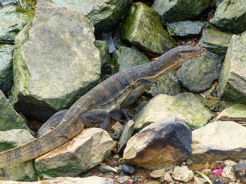 varan &agrave; malacca