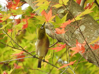 紅葉とメジロ