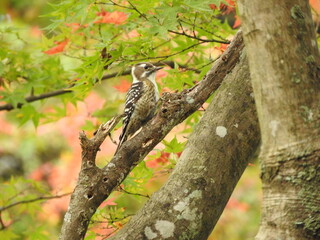 もみじの木にとまるアカゲラ