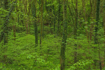 Fototapeta na wymiar Tree trunks overgrown with ivy in a dense green lush spring forest.