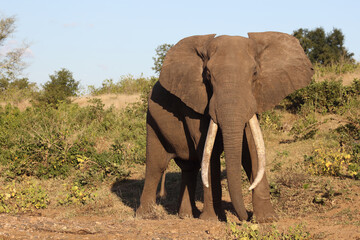 Afrikanischer Elefant / African elephant / Loxodonta africana