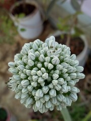 onion flower in portrait