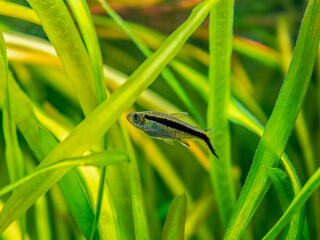Penguin tetra (Thayeria boehlkei ) isolated in a fish tank with blurred background