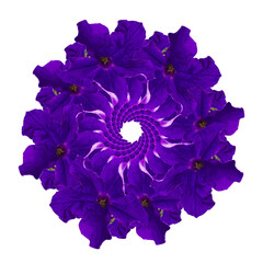 Mandala from a photo of a purple petunia flower. On white background.