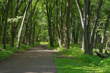 Obraz premium crosby farm woodland trail