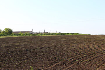 Agricultural field with rows of young corn