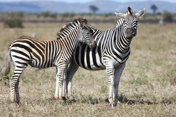 Steppenzebra / Burchell's zebra / Equus burchellii....