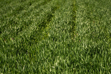 Young green wheat seedlings growing in soil on a field. Close up on sprouting rye on a field. Sprouts of rye. Sprouts of young barley or wheat that have sprouted in the soil. Agriculture, cultivation.