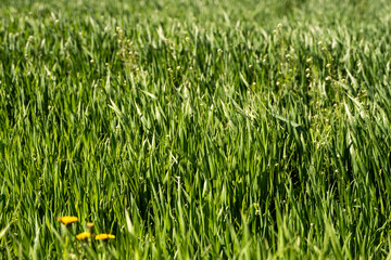 Young green wheat seedlings growing in soil on a field. Close up on sprouting rye on a field. Sprouts of rye. Sprouts of young barley or wheat that have sprouted in the soil. Agriculture, cultivation.