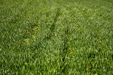 Young green wheat seedlings growing in soil on a field. Close up on sprouting rye on a field. Sprouts of rye. Sprouts of young barley or wheat that have sprouted in the soil. Agriculture, cultivation.