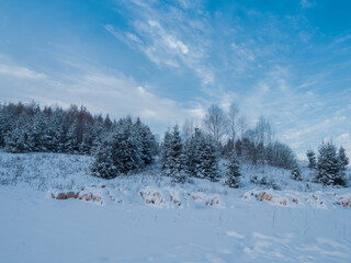 Fototapeta premium Firewood piled in the open air, covered with snow in a meadow, near a pine forest.