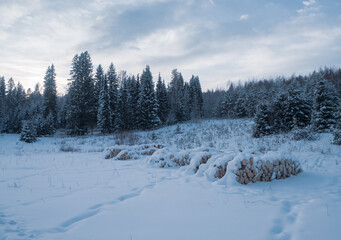 Firewood piled in the open air, covered with snow in a meadow, near a pine forest.