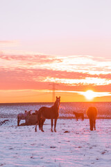 horses on the beach at sunset