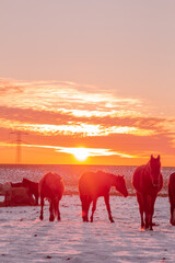 horses on the beach