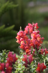 Beautiful Antirrhinum flower (dragon flower, snapdragons) in a garden