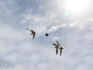 seagulls flying in the sky