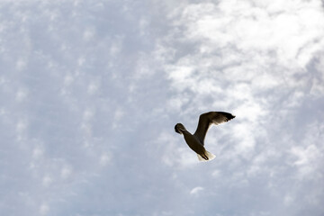 a cloudy sky and a flying seagull