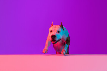 Cute dog staffordshire terrier posing isolated over studio background in neon gradient pink purple...