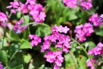 pink flowers in the garden