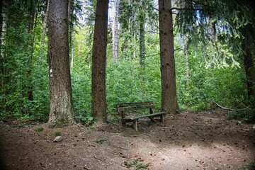 the undergrowth of an Italian forest taken up in some late spring photographs
