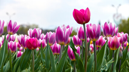 flower bed with blooming tulips in the city park