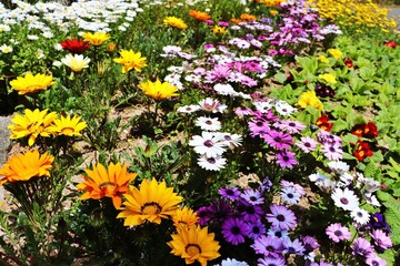 flowers in the garden