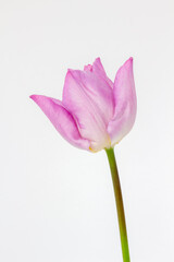 Closeup image of a pink Tulip (Tulipa) against a white background