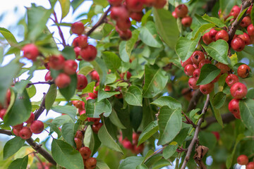 Malus sylvestris growing miniature apples
