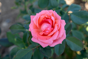 
'America' Rose flower in field, Ontario, Canada. Scientific name: Rosa 'America'.
