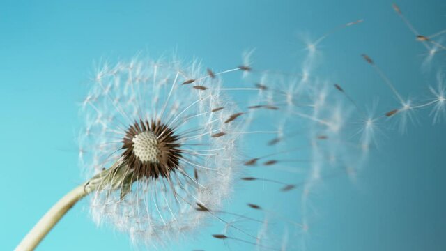 Super Slow Motion Of Bloomed Dandelion With Flying Seeds on Blue Background. Filmed On High Speed Cinema Camera, 1000 Fps.