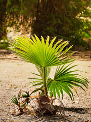 General view of sprout of a young palm tree in the parc.