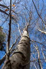 Fototapeta premium trees in the forest