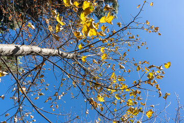 yellowed leaves and tree branches in autumn