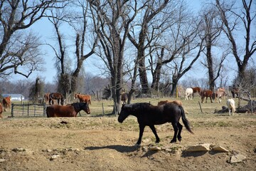 Plakat horses on the farm