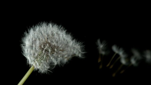 Super Slow Motion Of Bloomed Dandelion With Flying Seeds on Black Background. Filmed On High Speed Cinema Camera, 1000 Fps.