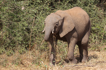 Fototapeta premium Afrikanischer Elefant / African elephant / Loxodonta africana