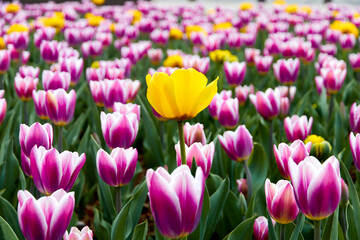 Obraz premium flower bed with blooming tulips in the city park
