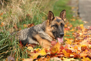 Nice German Shepherd in autumn