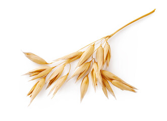 Ears of oats isolated on white background. Top view of oat plant.