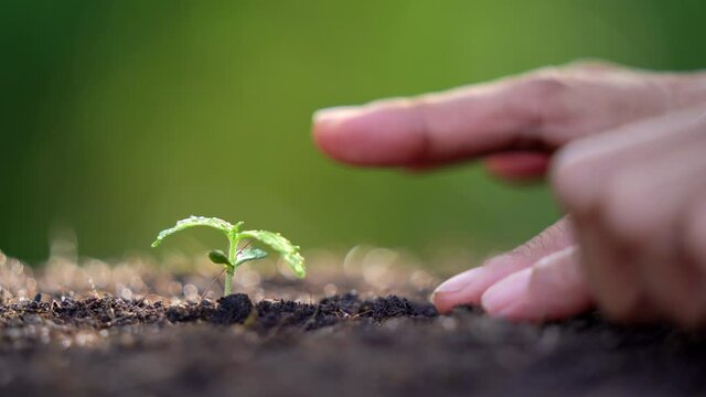 Research and experimentation on cultivation of cannabis for medicinal purposes.