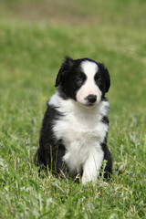 Amazing border collie puppy looking at you