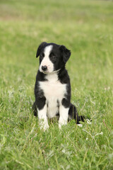 Amazing border collie puppy