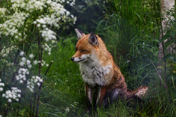 fox sitting on grass looking