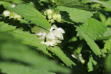Stinging nettle in sunny May