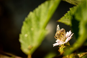 Bee on a white blackberry flower collecting pollen and nectar for the hive