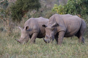 Breitmaulnashorn und Rotschnabel-Madenhacker / Square-lipped rhinoceros and Red-billed oxpecker / Ceratotherium Simum et Buphagus erythrorhynchus.
