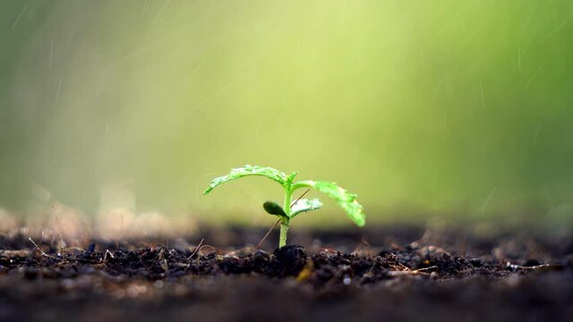 Research and experimentation on cultivation of cannabis for medicinal purposes.