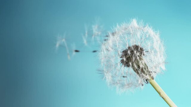 Super Slow Motion Of Bloomed Dandelion With Flying Seeds on Blue Background. Filmed On High Speed Cinema Camera, 1000 Fps.