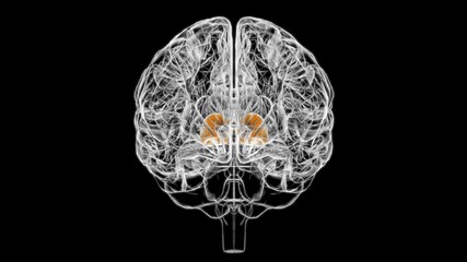 Fototapeta na wymiar Brain thalamus Anatomy For Medical Concept 3D